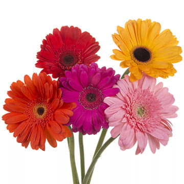 Гербера аква микс 80 см Santreyd 23864