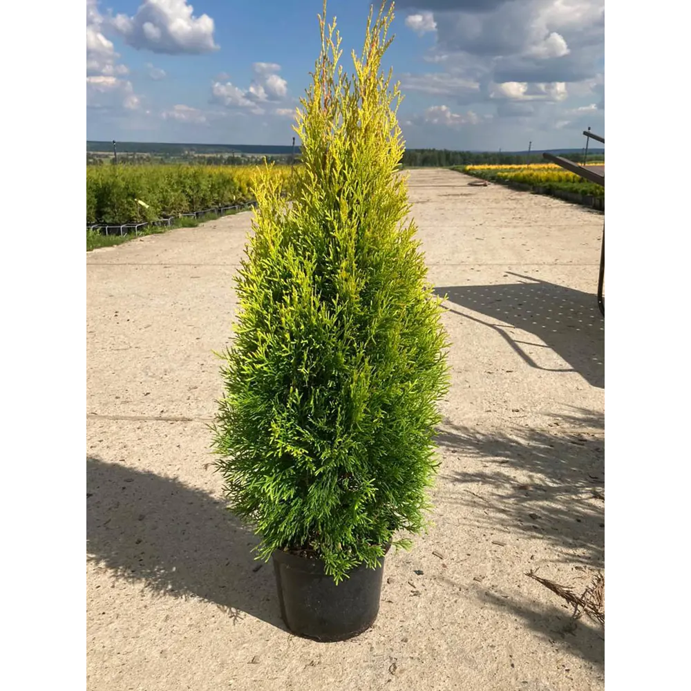 Туя Голден Смарагд Santreyd - золотисто-зеленый акцент для сада 89363485 STLM-0963657 - Вид №1