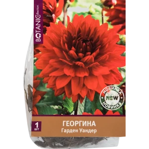 Георгина Гарден вандер I, 1 шт 82539283 STLM-2061815