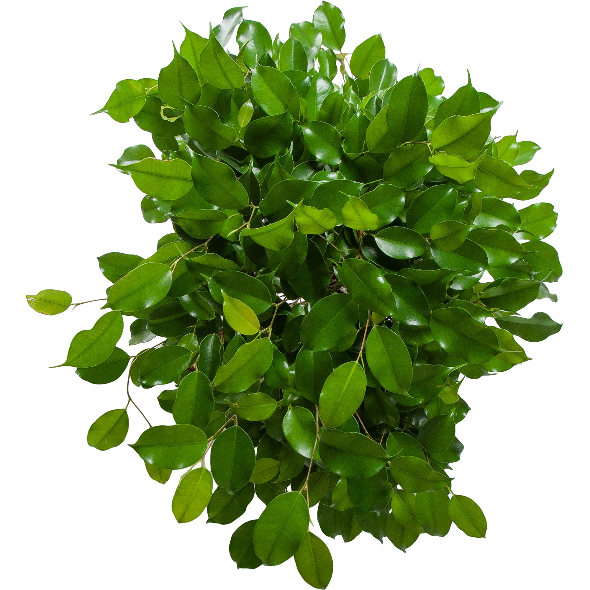 82850355 Фикус "Экзотика решетка" 24х100 см Santreyd  - Вид №1