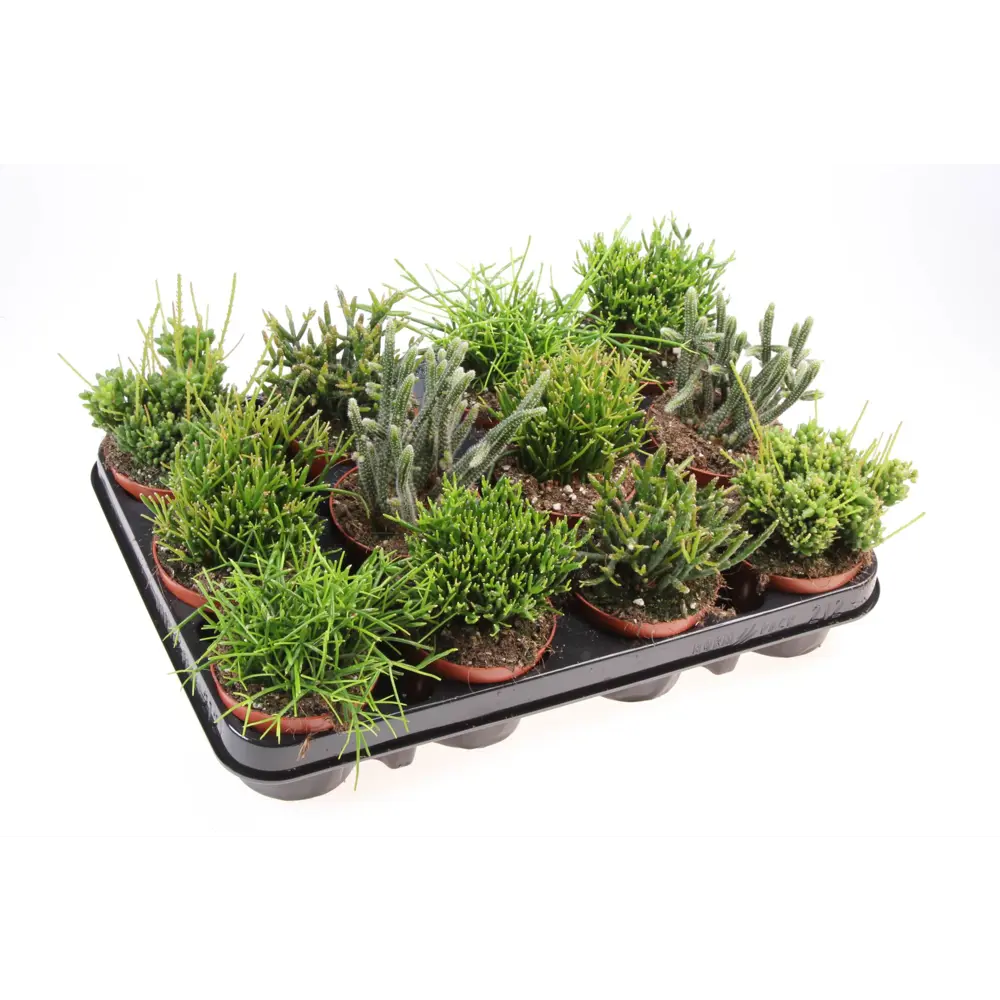 Рипсалис микс Santreyd - комнатное растение для современного интерьера 89400433 STLM-1406165