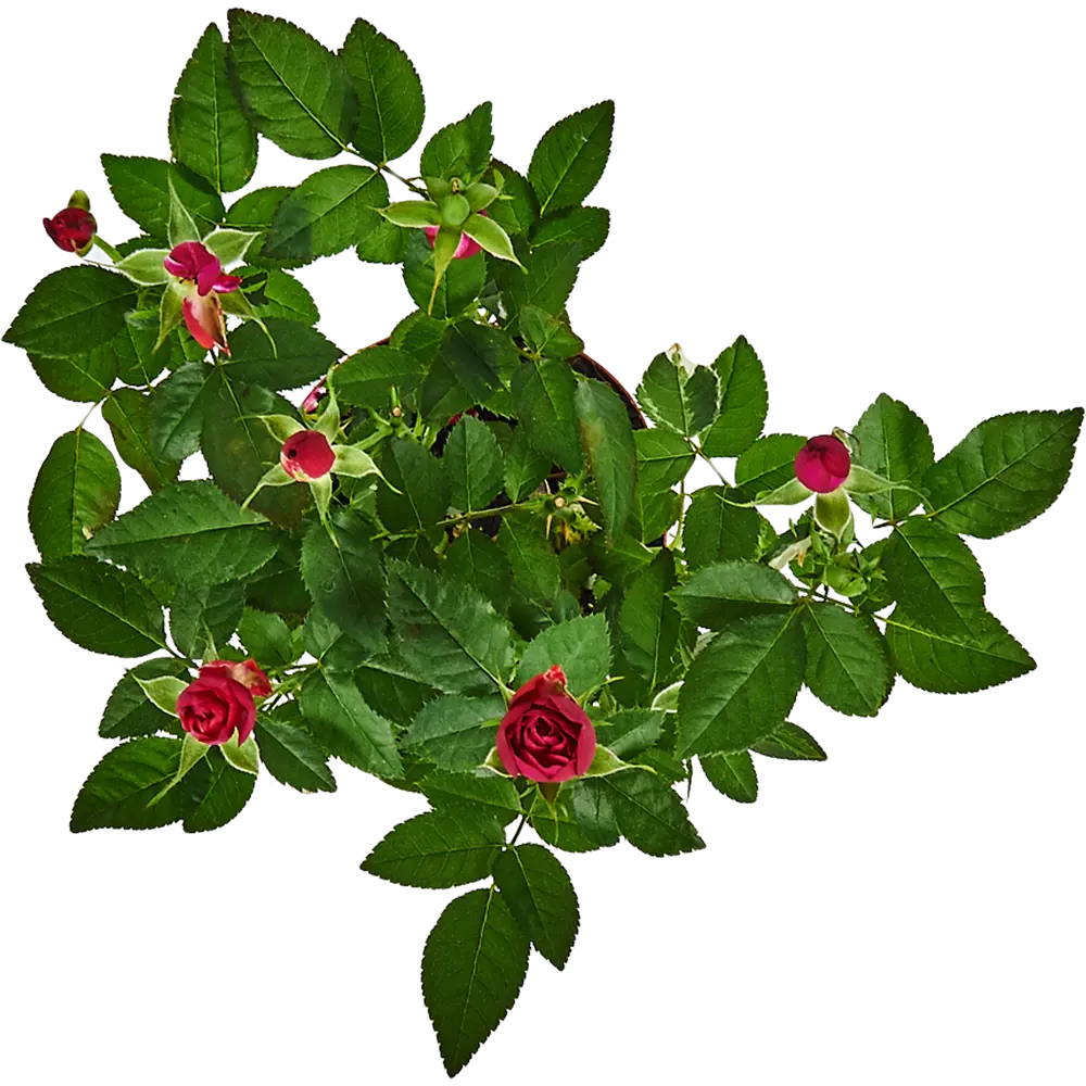 Роза патио микс d13 h35 82579540 STLM-2149995 Santreyd  - Вид №1