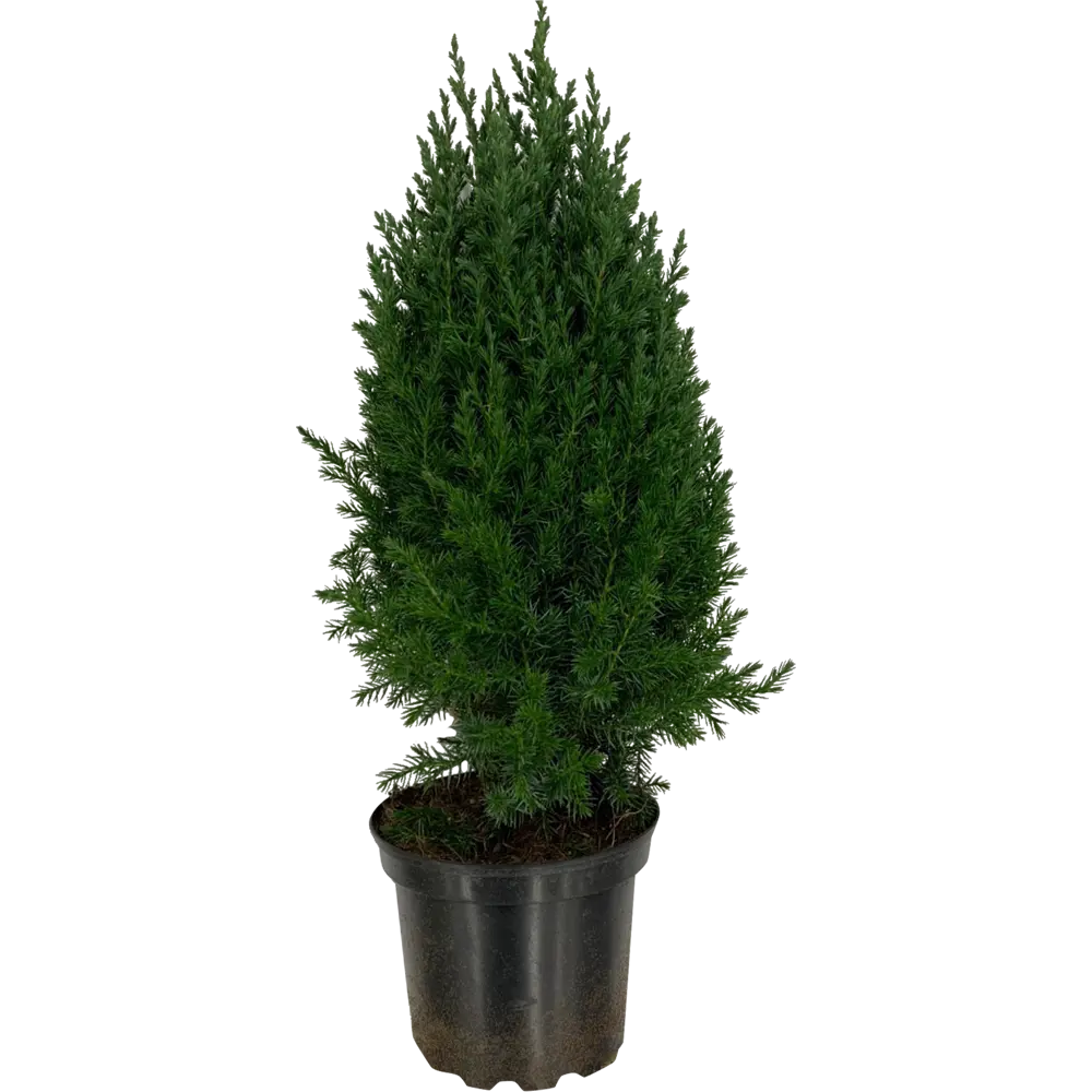 Можжевельник Стрикта Santreyd - вечнозеленый хвойный акцент для сада 82219027 STLM-0964007