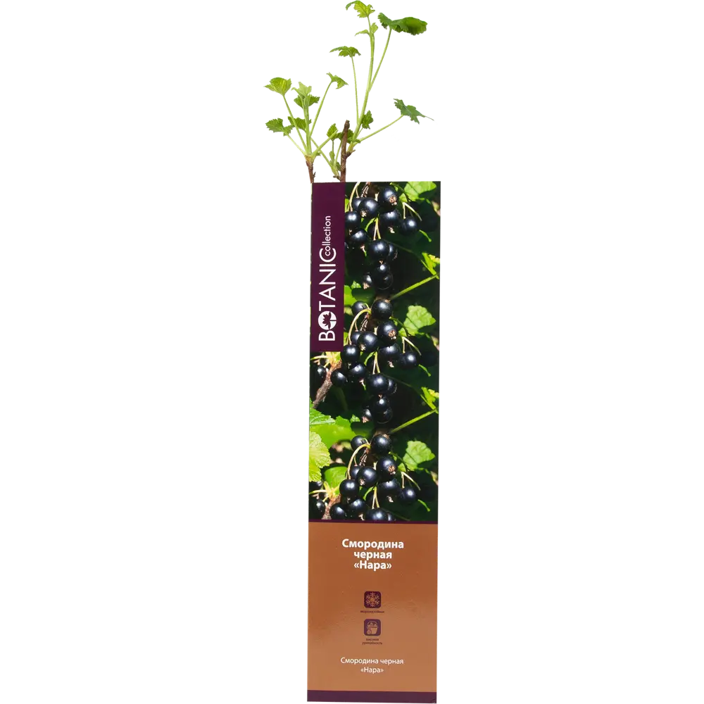 Смородина чёрная Нара в тубе 82539574 STLM-2064738 BOTANIC COLLECTION 