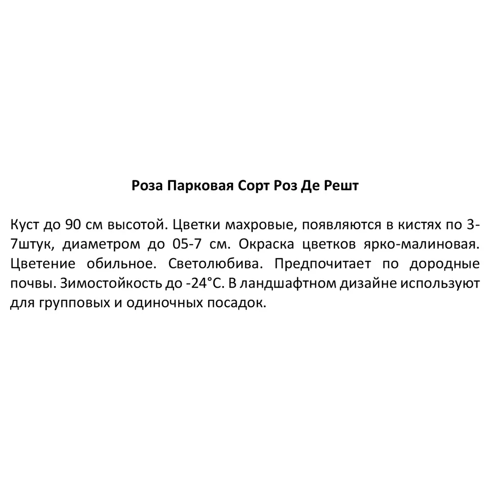 Роза парковая Роз де Решт ø15 h30 см 85589159 STLM-2126454 Santreyd  - Вид №4