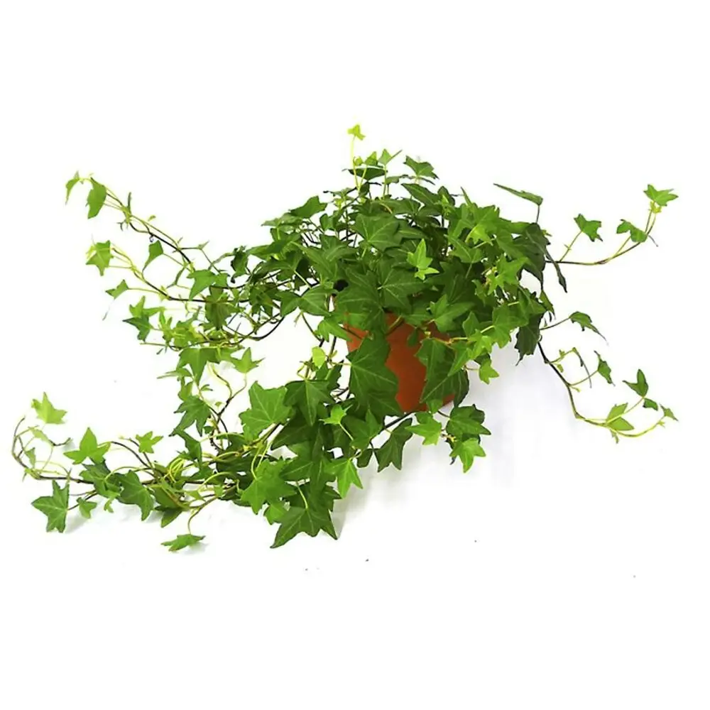 Плющ хедера ø12 h25 см 83247604 STLM-2108240 Santreyd 