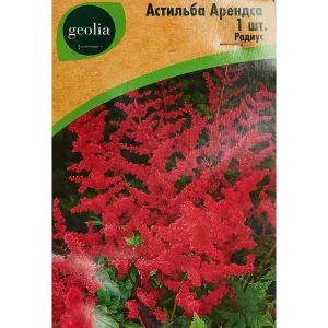 Астильба Арендса Радиус 86408601 STLM-2093867