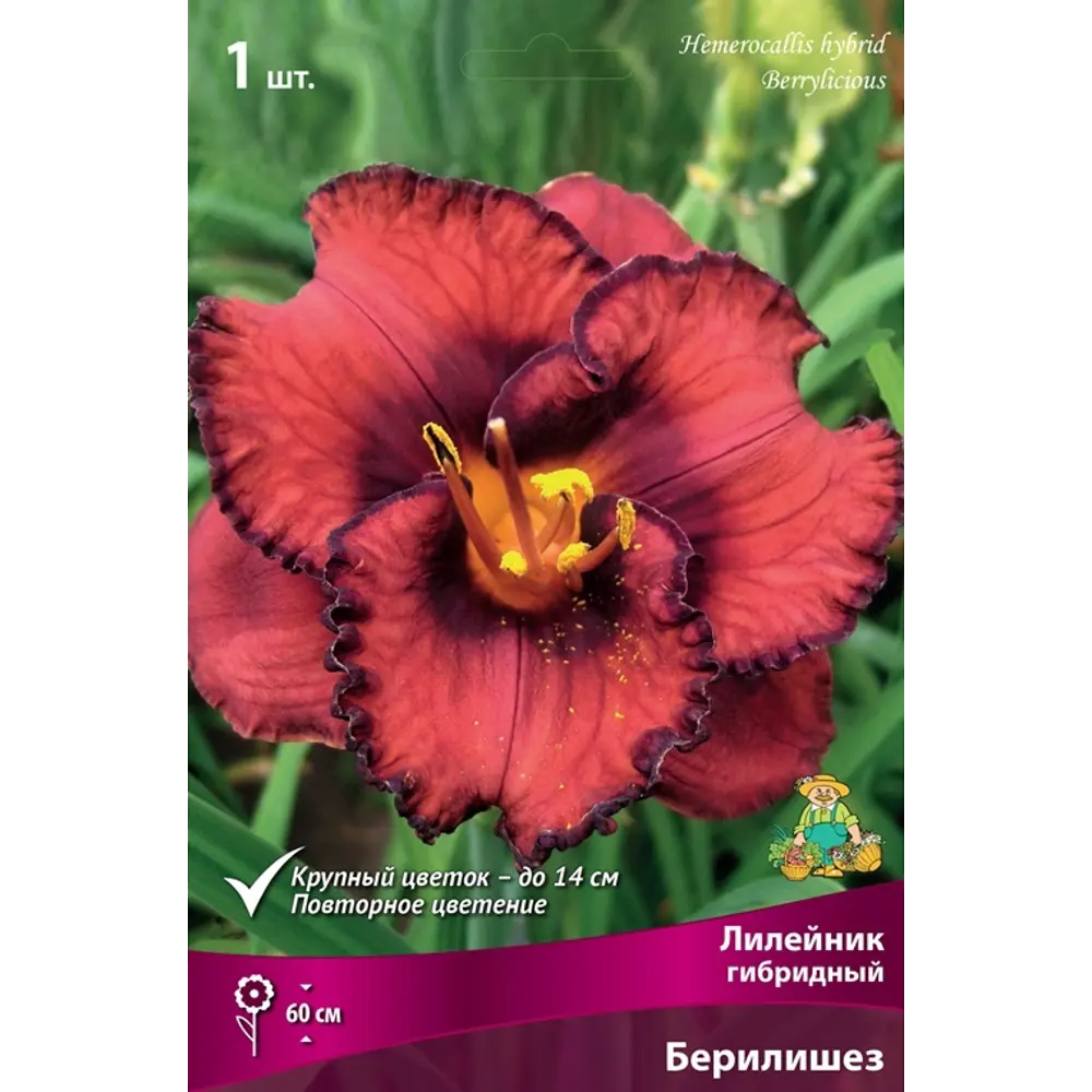 Лилейник гибридный Берилишез луковица I 83597590 STLM-2195082 Santreyd 