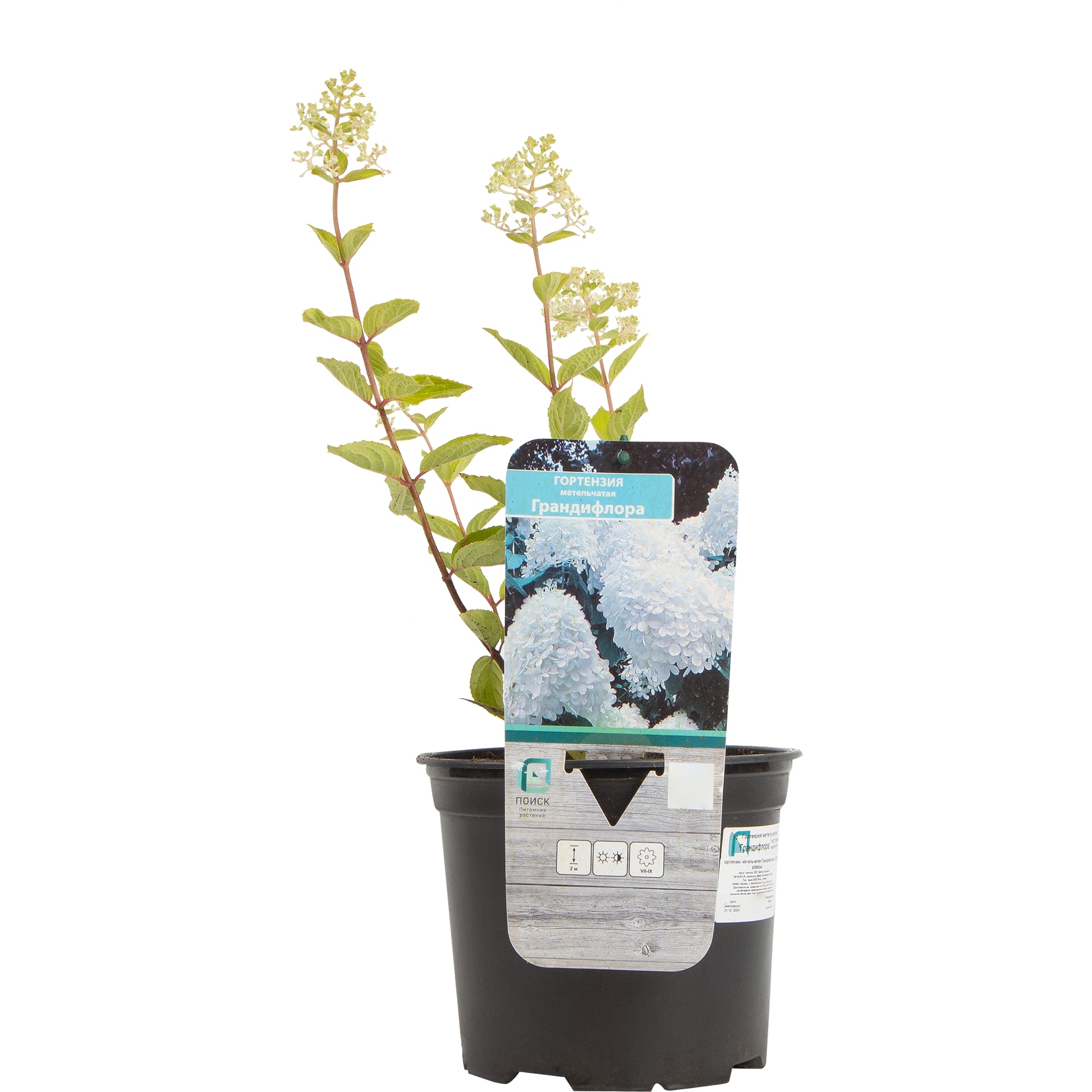82585340 Гортензия метельчатая «Грандифлора» 17x30 см Santreyd  - Вид №2