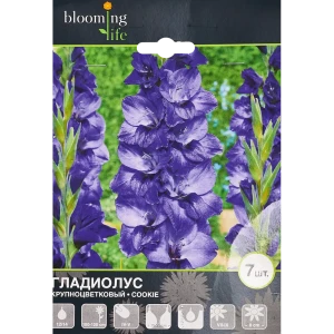Гладиолус крупноцветковый Куки 7 шт. 83628480 STLM-2209771