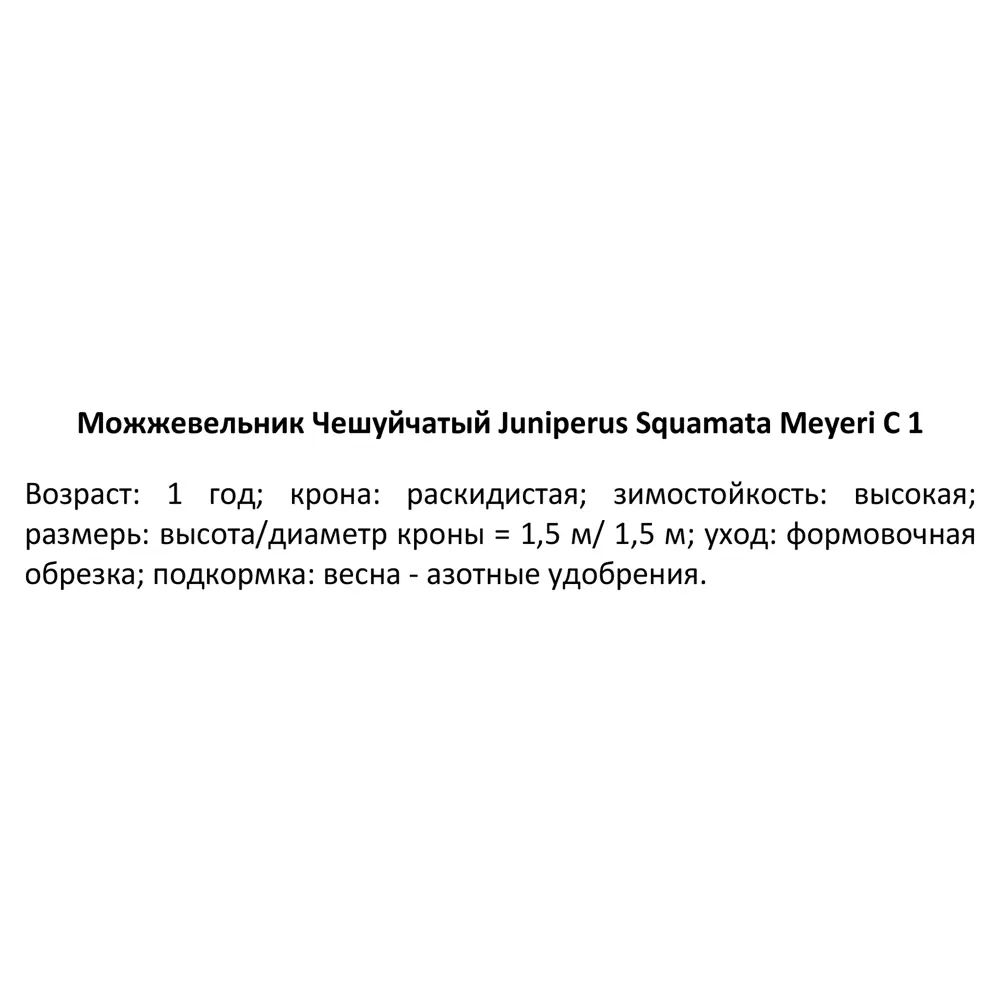 Можжевельник чешуйчатый Мейери ø14 h50 см 84834065 STLM-2209349 PLANTMARKET  - Вид №2