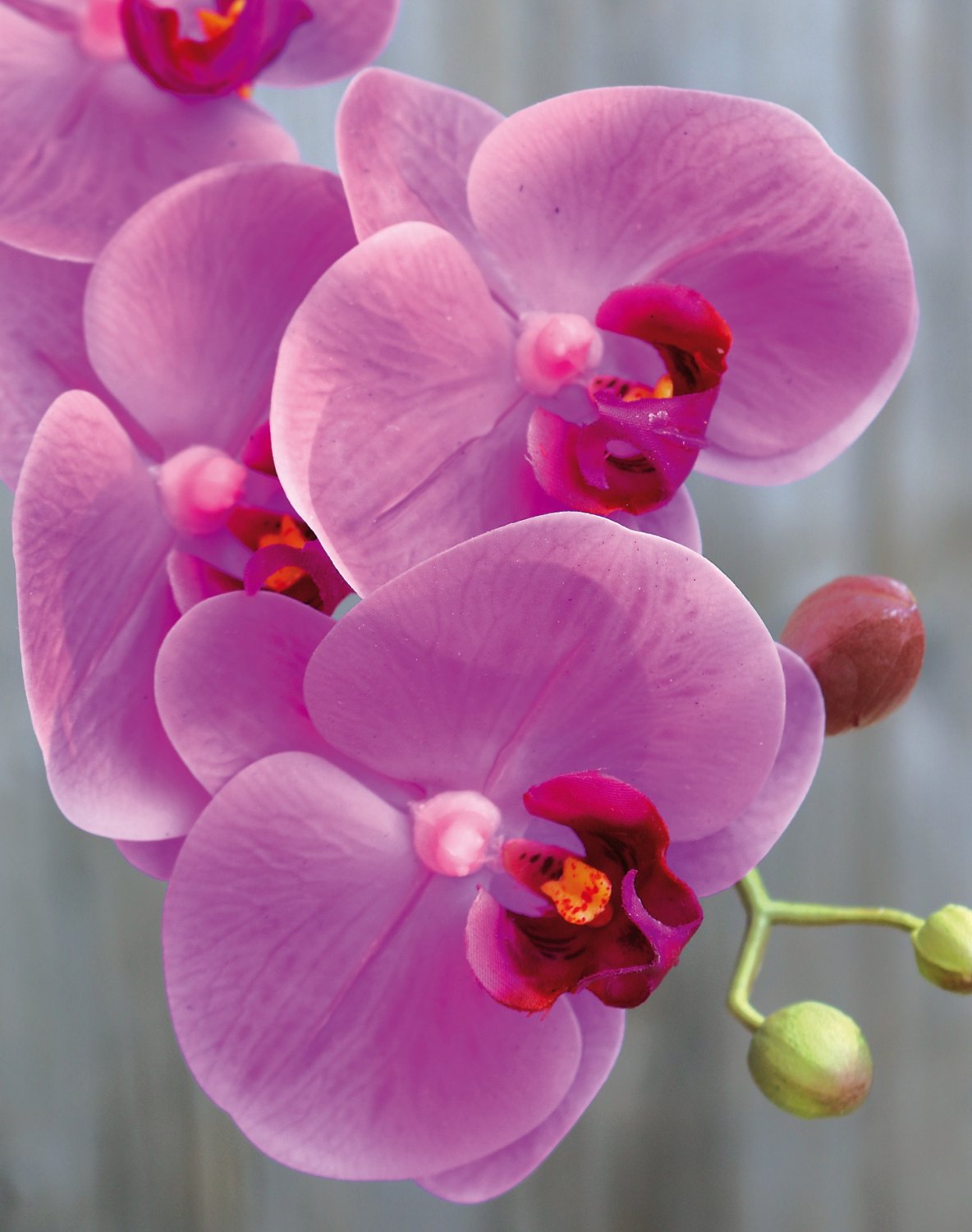2843 420 a3 Искусственная орхидея Phalaenopsis, 64 см, real touch soft, вишневый цвет H-andreas  - Вид №1