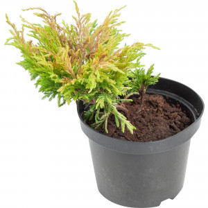 82601617 Можжевельник «Лайм Глоу» 17x40 см