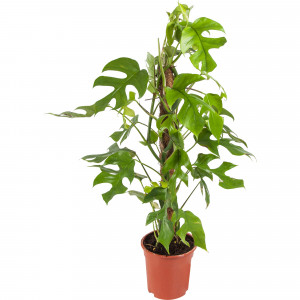 82850370 Монстера 19х80 см