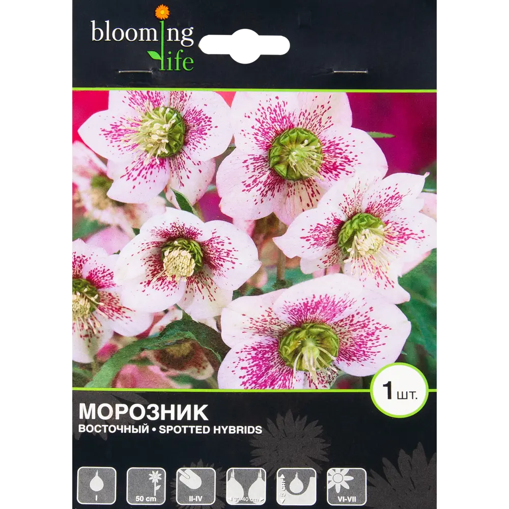 Морозник Споттед Хайбридс I, 1 шт 82539404 STLM-2001761 BLOOMING LIFE 