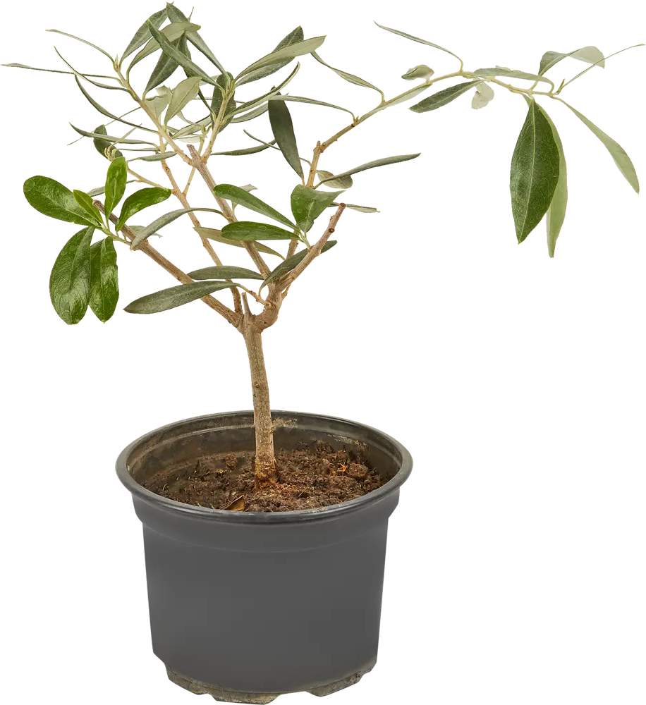 Santreyd Олива европейская — средиземномисский акцент в интерьере 83985980