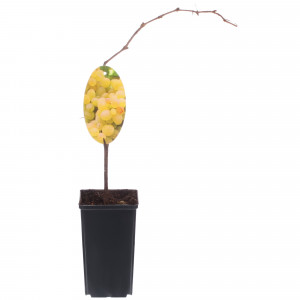 81954906 Виноград плодовый С2 «Кристалл» h50