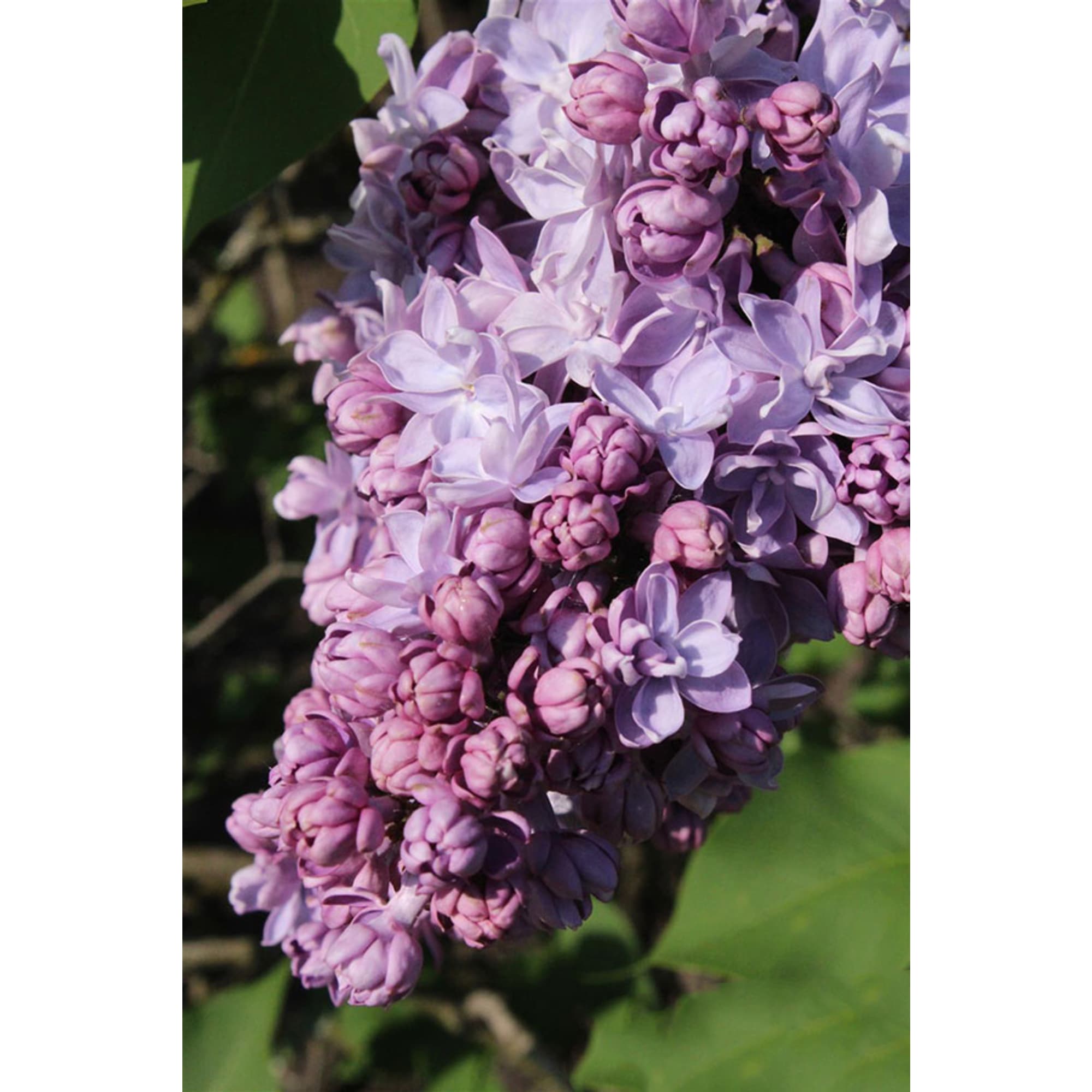 82594914 Сирень «Андрюша Громов» 15x30 см Santreyd 