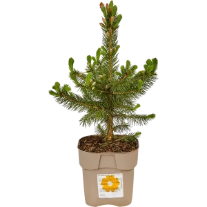 Ель колючая «Супер Блю» 17x25 см 82601625 STLM-2193129