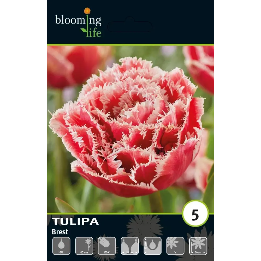 Луковицы тюльпана махрового бахромчатого Брест 10/11 89432993 Santreyd STLM-1584872