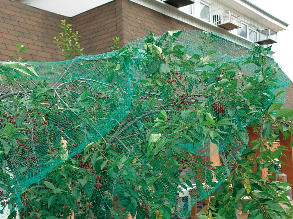 Сетка от птиц 2*10 м ГеоПластБорд GPBST-180 - Вид №5