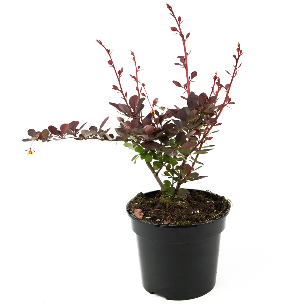 Барбарис Оттавский Superba от Santreyd - декоративный кустарник с целебными плодами 84841606 STLM-0950466 - Вид №1