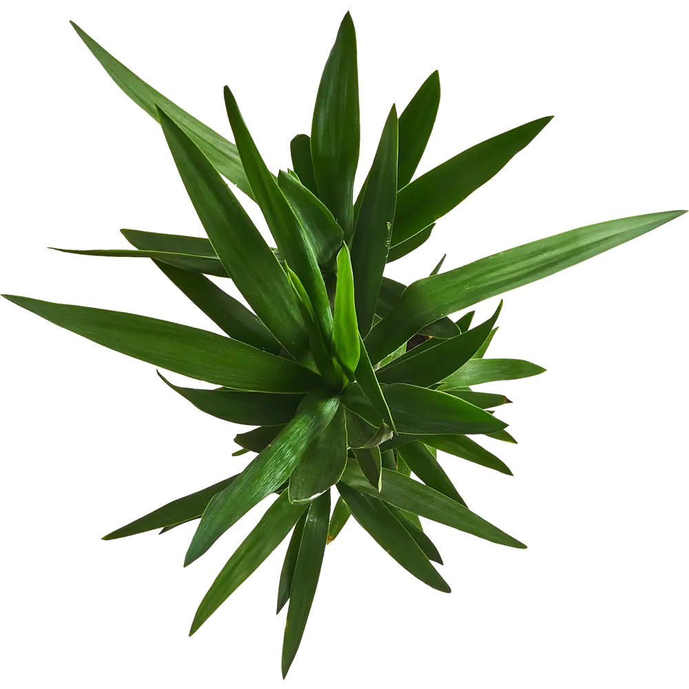 Santreyd Юкка — элегантное комнатное растение 140 см 11945536 STLM-0001620 - Вид №2