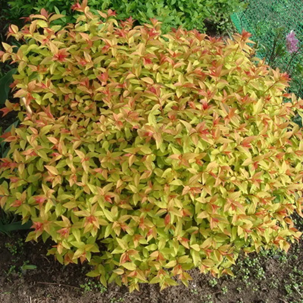 Спирея Голдфлейм h35 см 89353403 STLM-2109900 Santreyd  - Вид №3