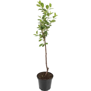 82585395 Вишня «Тургеневка» 25x130 см STLM-0966711