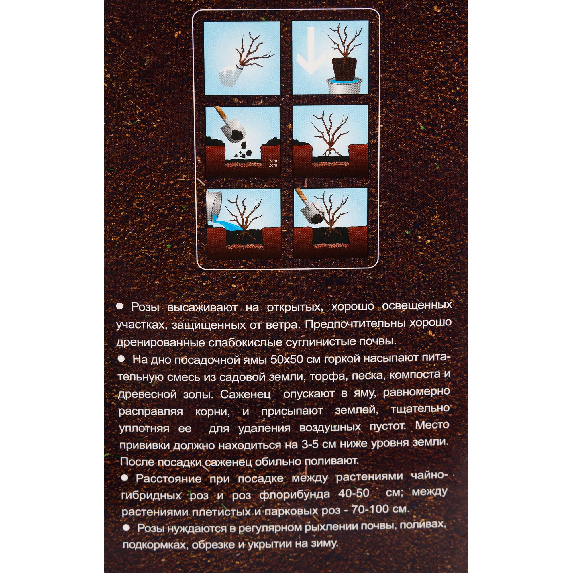 82142830 Роза чайно-гибридная «Беролина» в тубе Santreyd  - Вид №2