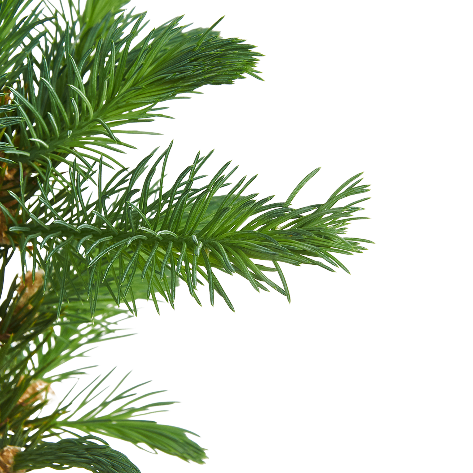 Ель сербская Santreyd - изящное хвойное украшение для сада 87718641 STLM-0075323 - Вид №2