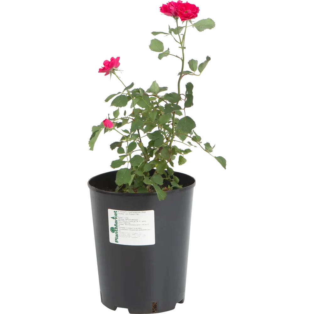 Роза канадская «Джон Франклин» 19x55 см 82625094 STLM-2010480 PLANTMARKET 