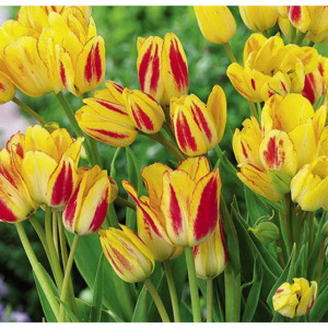 89078397 Тюльпан многоцветковый Роял Джоржетте луковица 11/12, 7 шт.