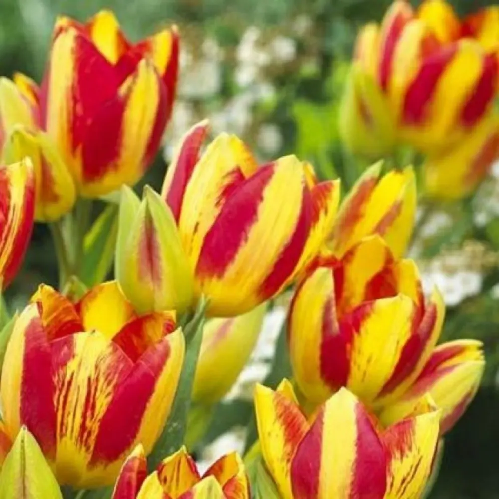 Тюльпан City Flower GEOLIA 11/12 (6/36) STLM-2022511