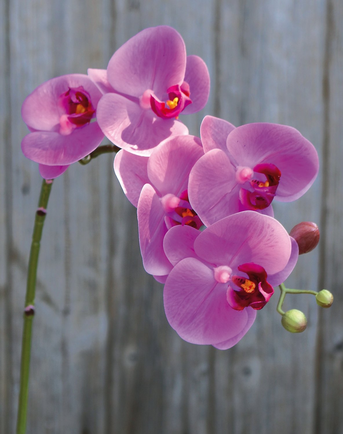 2843 420 a3 Искусственная орхидея Phalaenopsis, 64 см, real touch soft, вишневый цвет H-andreas  - Вид №2