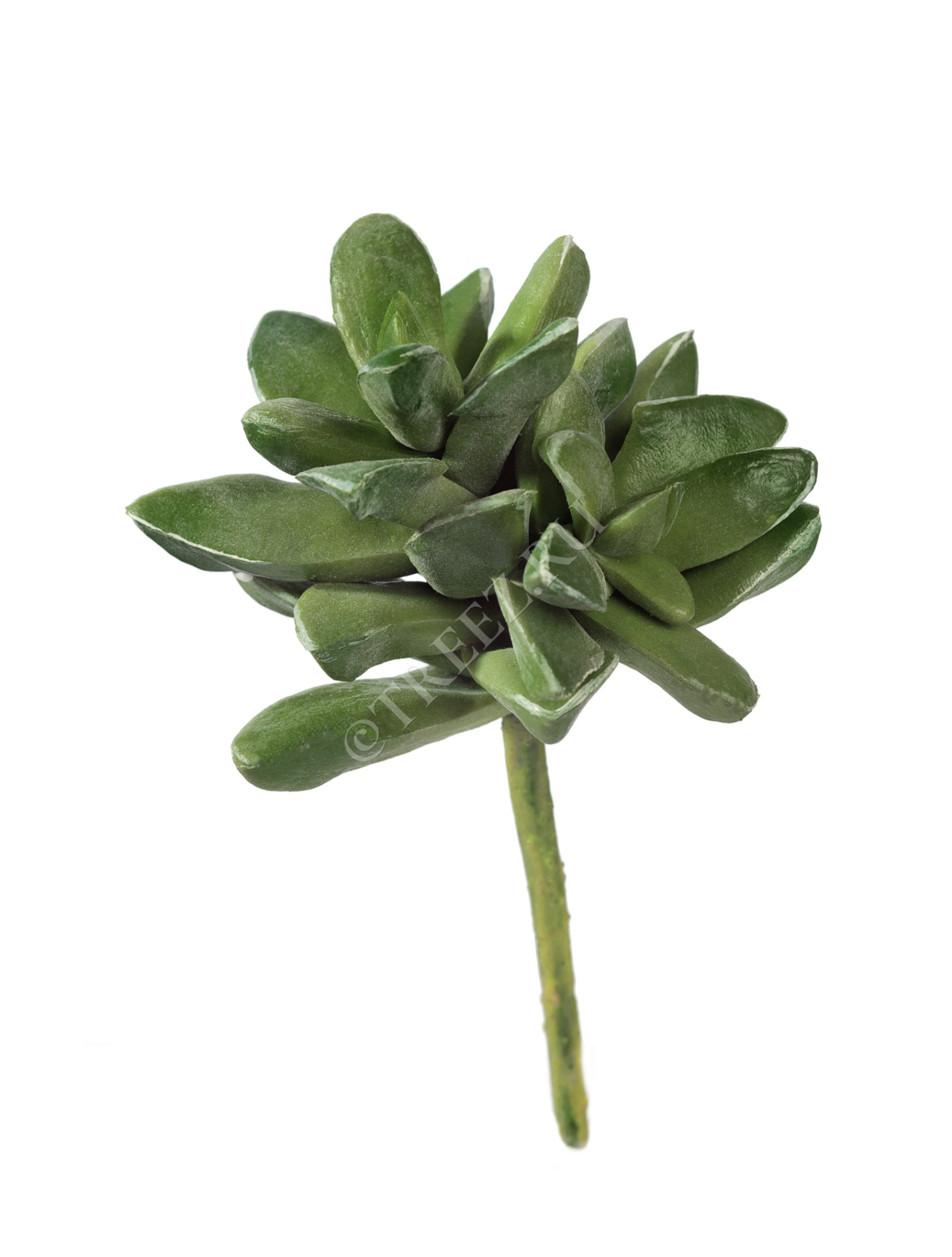 30.0610005LG Мини-суккулент Хавортия Трунката Магнифика Цветочная коллекция 