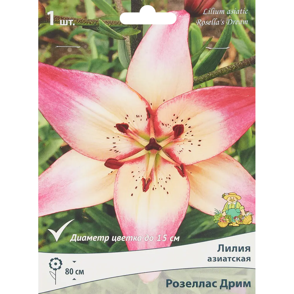Лилия азиатская Розеллас дрим луковица 14/16 88294772 STLM-2126644 Santreyd 