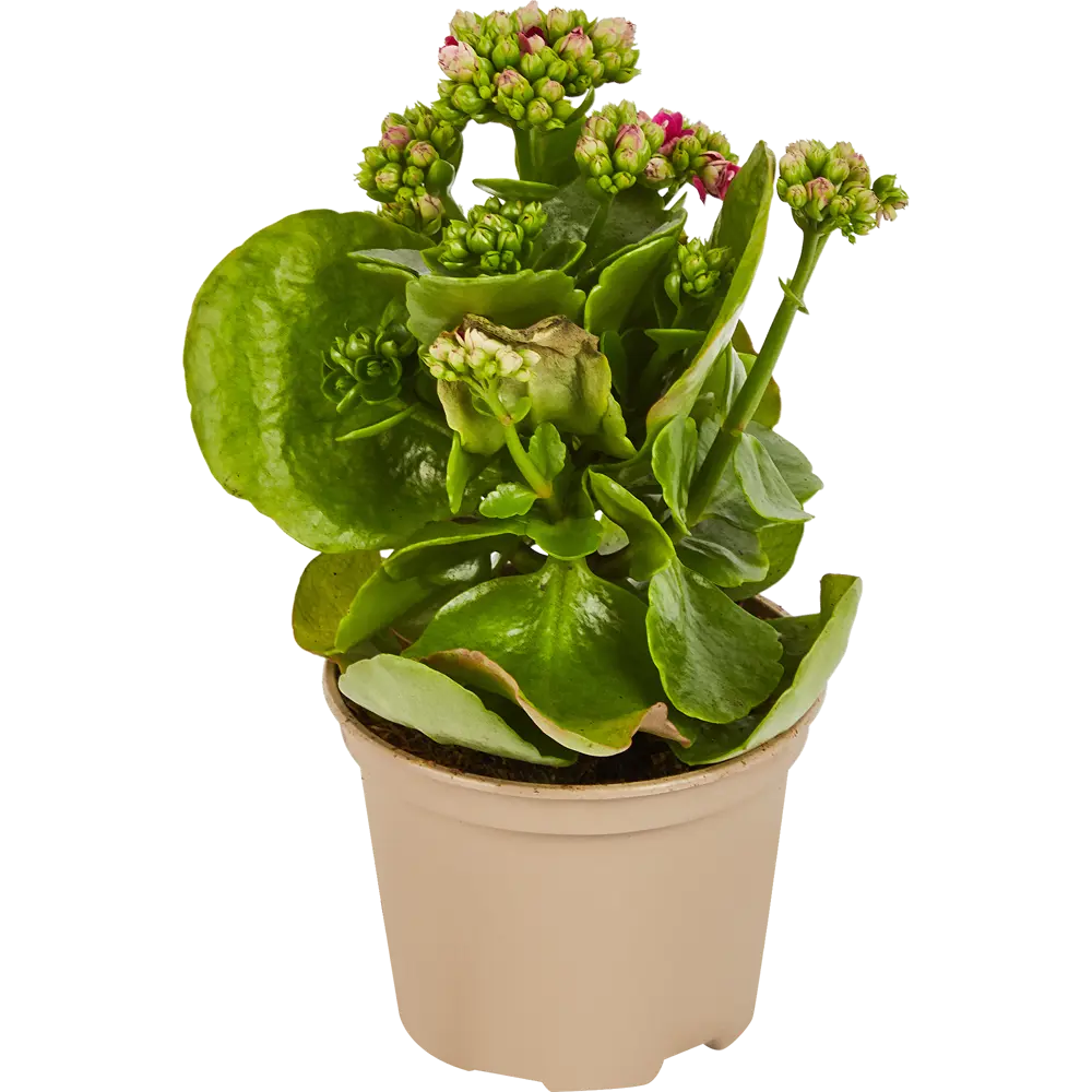 Santreyd Каландива - цветущее комнатное растение для дома 85324982 STLM-0061539