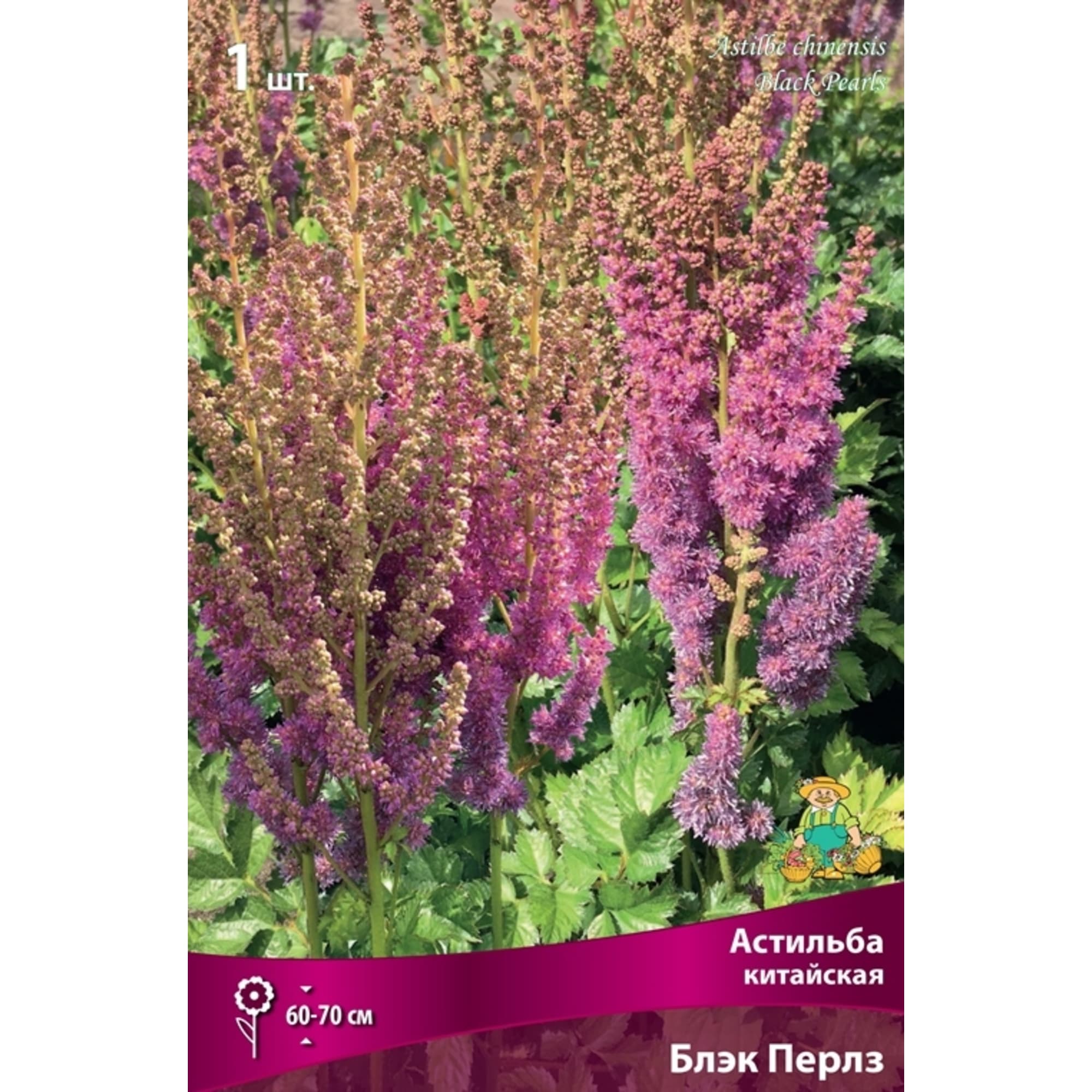 83599223 Астильба китайская Блэк Перлз луковица I Santreyd 