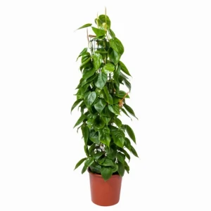 Филодендрон Бразил ø21 h60 см 85394490 STLM-2002179