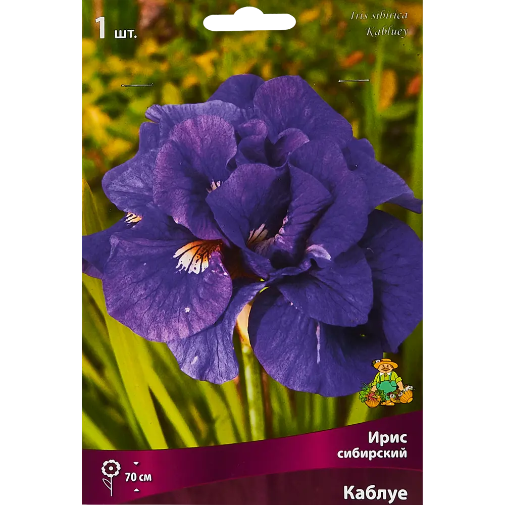 Ирис сибирский Каблуе луковица I 88294639 STLM-2197999 Santreyd 