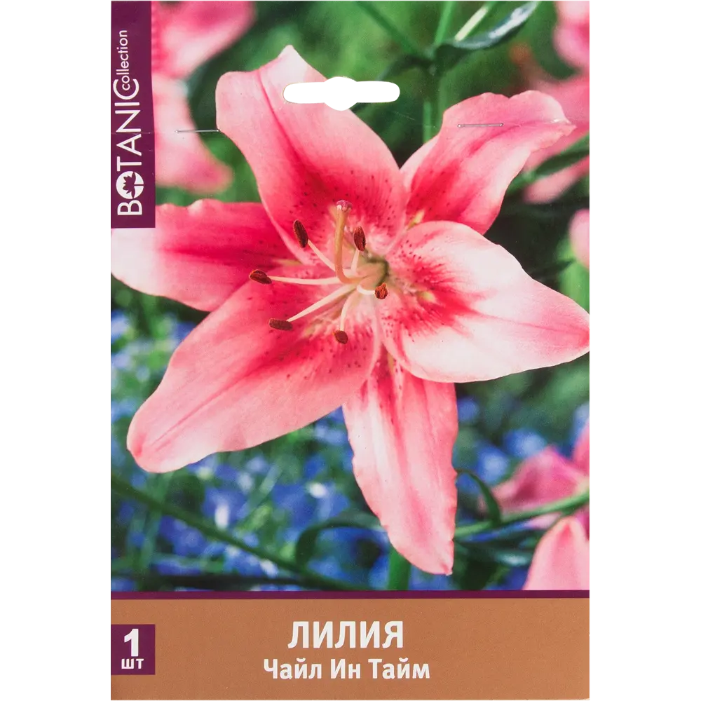 Лилия ОА-гибрид Чайл Ин Тайм» 82539358 STLM-2043080 Santreyd 