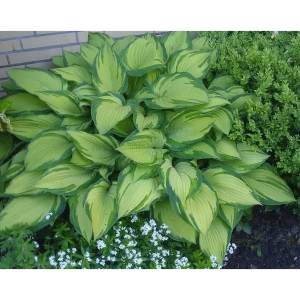 Хоста Форчуна 15x15 см 82595149 STLM-2061240
