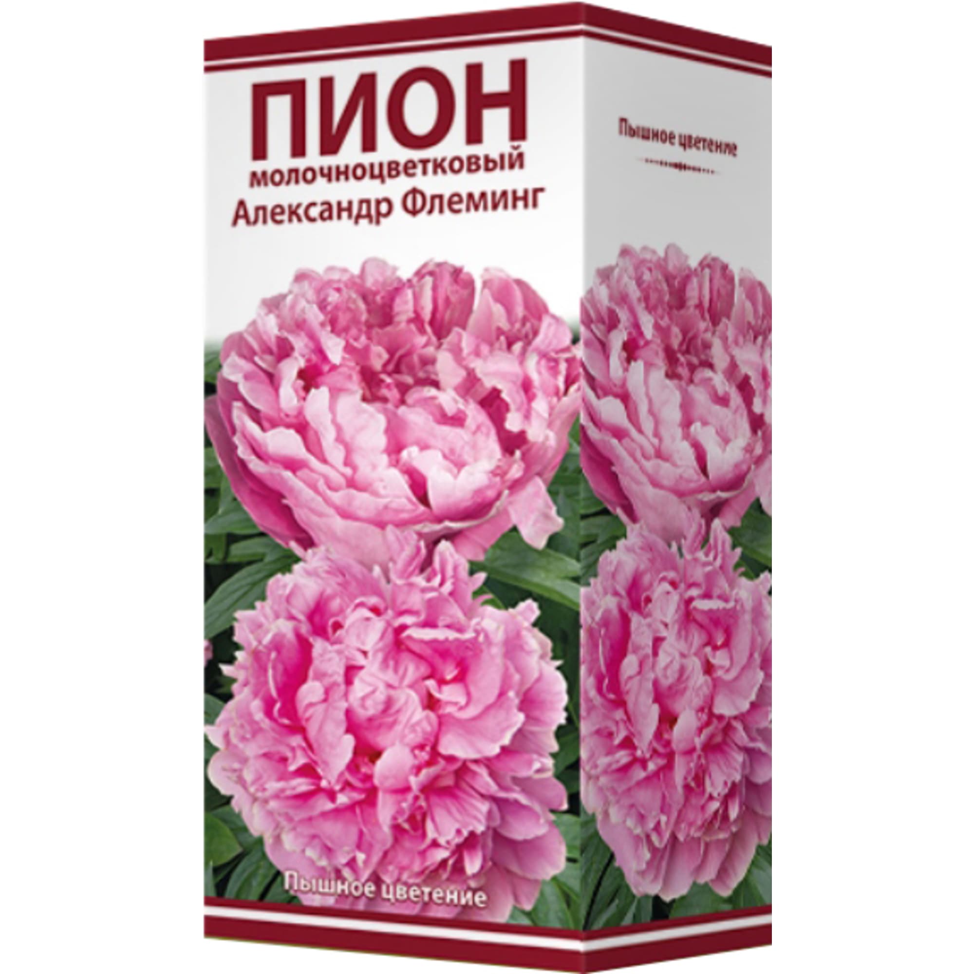 82319601 Пион молочноцветковый «Александр Флеминг», размер луковицы I Santreyd  - Вид №2