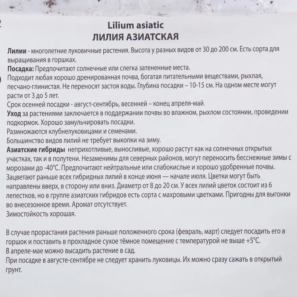 Лилия азиатская махровая «Строберри Ванилла» 81945468 STLM-2020134 Santreyd  - Вид №2