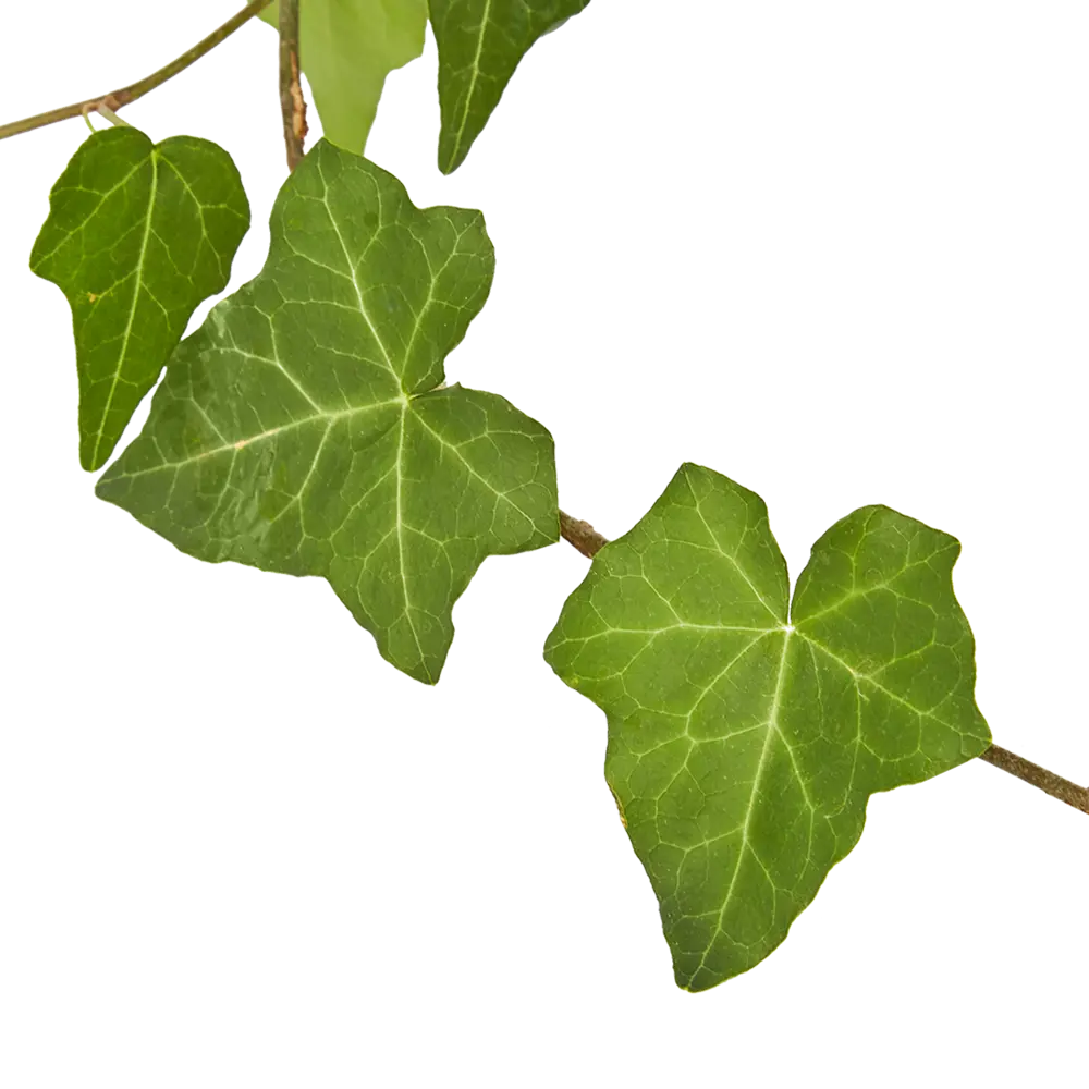 Santreyd Хедера — комнатное растение с декоративными листьями для вашего интерьера 85535973 STLM-0959571 - Вид №3