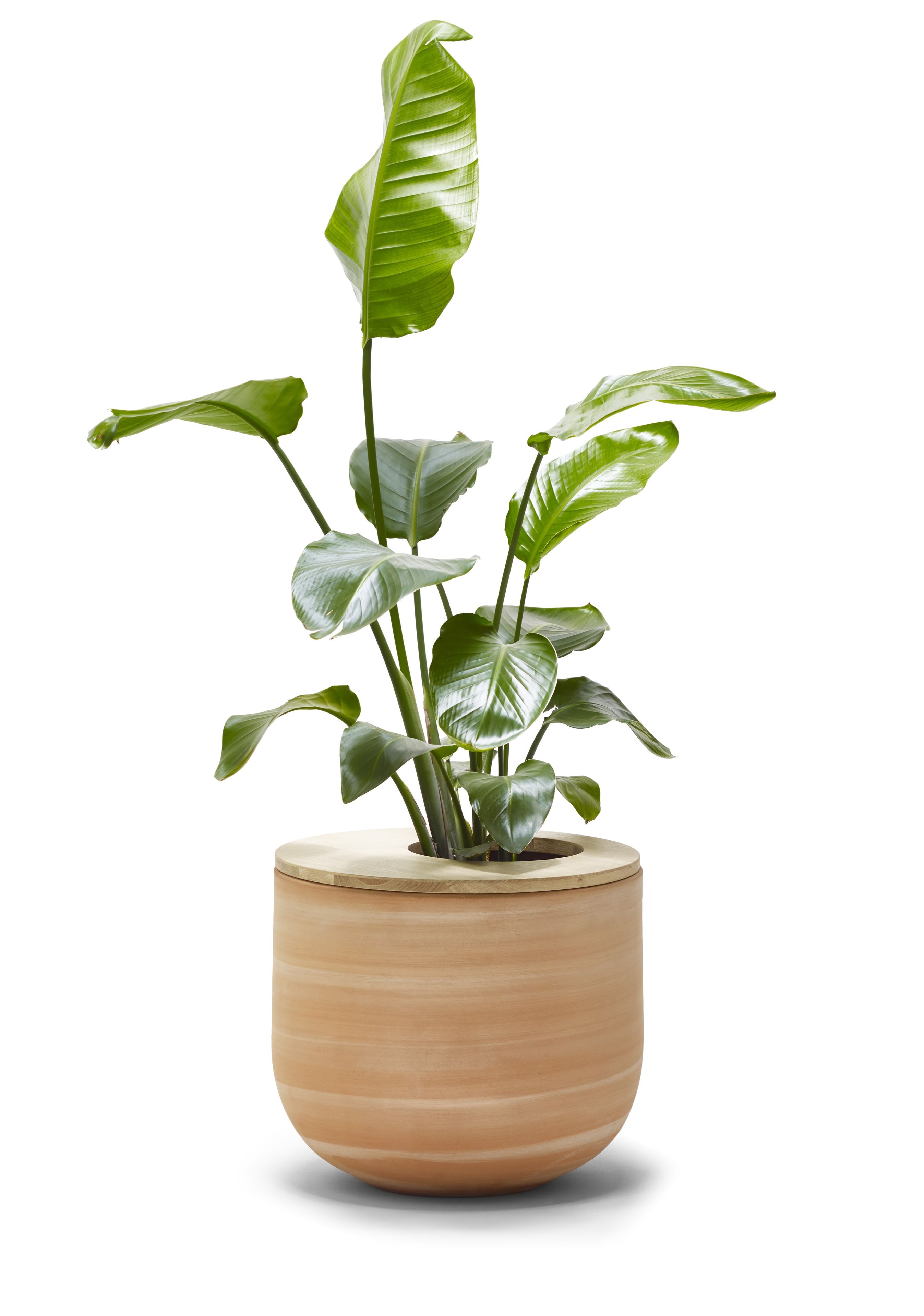 Терракотовая ВАЗа ручной работы ALKI Lur ARCH-00128306 - Вид №2