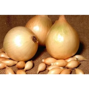 Лук-севок Сеттон луковицы 08/21, 1 кг