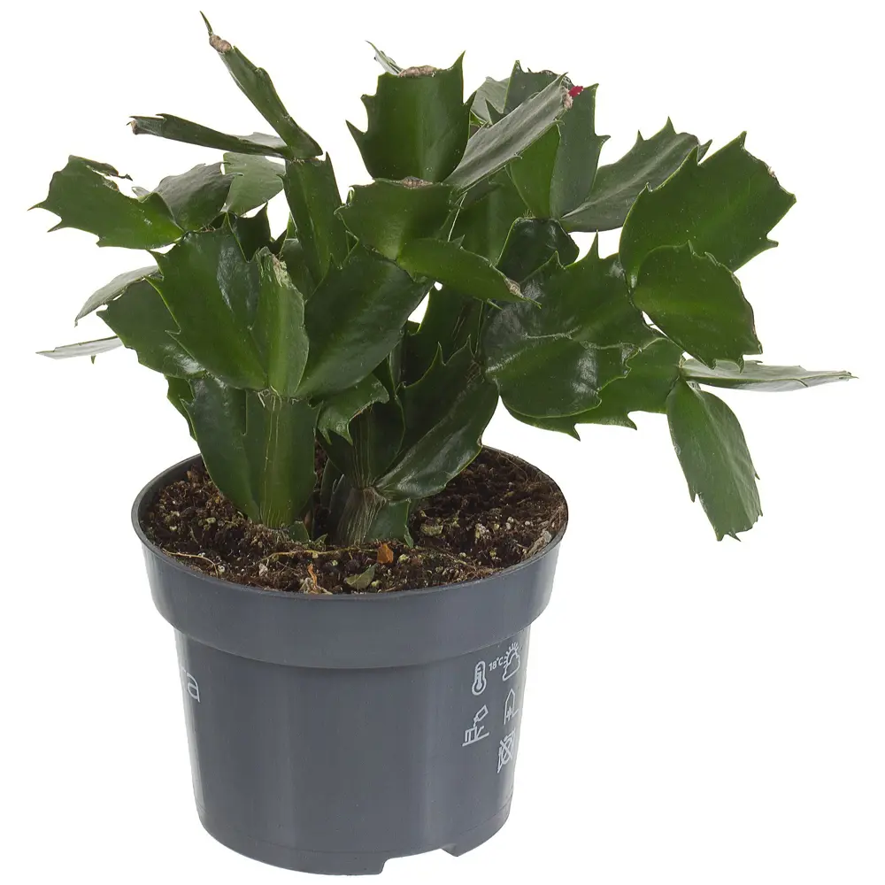 Santreyd Шлюмбергера микс - рождественский кактус для дома 18785846 STLM-0959920