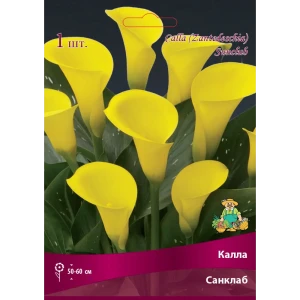 Калла Санклаб 14/16, 1 шт 82530356 STLM-2202788